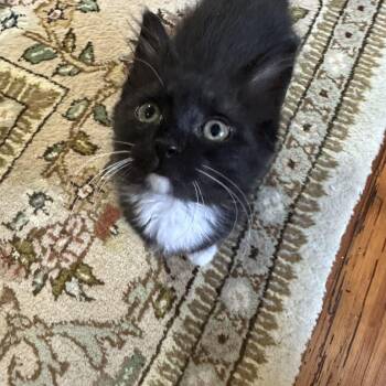 Grace -  Domestic Long Hair Cat for Adoption in Powdersville, South Carolina - Grace | PetCurious