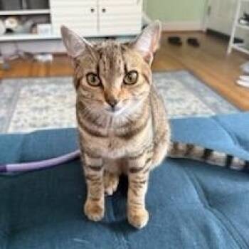 Polly Pocket -  Tabby and Domestic Short Hair Cat for Adoption in UNIVERSITY PA, Maryland - Polly Pocket | PetCurious