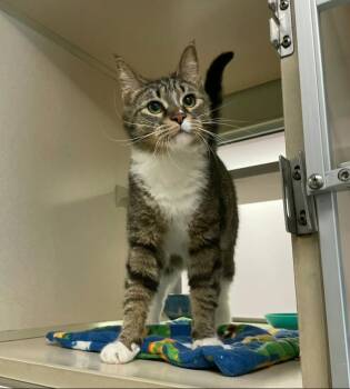 Jax -  Domestic Short Hair Cat Available for Adoption in Ontario, Ohio - Jax | PetCurious