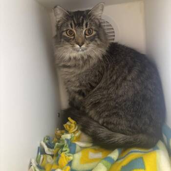 Tuffy -  Domestic Short Hair Cat for Adoption in Tulsa, Oklahoma - Tuffy | PetCurious