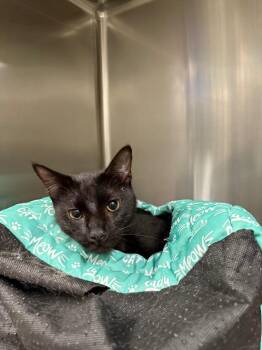 Cobbweb -  Domestic Short Hair Cat for Adoption in Twentynine Palms, California - Cobbweb | PetCurious