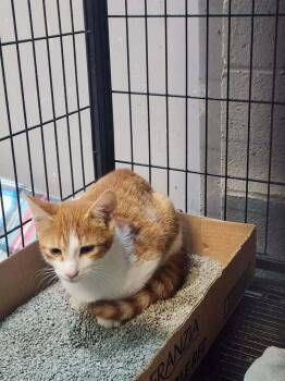 CHIP -  Domestic Short Hair and Tabby Cat for Adoption in Lexington, Tennessee - CHIP | PetCurious