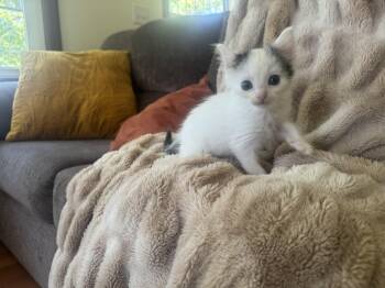 Domestic Long Hair Cats Available for Adoption in Gradyville, Kentucky - Robert The Bruce- Transport | PetCurious