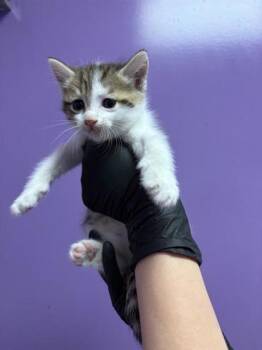 61586126 -  Domestic Short Hair Cat for Adoption in El Paso, Texas - 61586126 | PetCurious