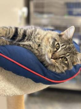 Rescue Domestic Long Hair Cats for Adoption in Boonville, Missouri - TOBY | PetCurious