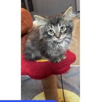 Blizzard -  Domestic Short Hair Cat for Adoption in Springfield, Ohio - Blizzard | PetCurious