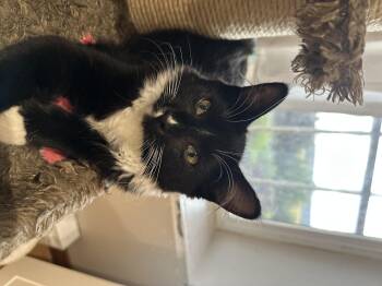 Rescue Domestic Medium Hair Cats for Adoption in Courtenay, British Columbia - Milan | PetCurious