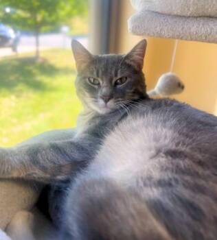 Rescue Domestic Short Hair Cats for Adoption in Quincy, Illinois - Bruce | PetCurious