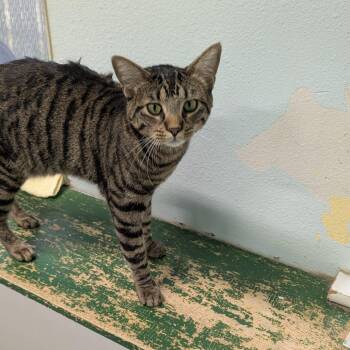 Tumble -  Domestic Short Hair Cat for Adoption in Buffalo, Wyoming - Tumble | PetCurious