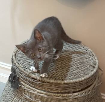 Rescue Domestic Short Hair Cats for Adoption in Sanford, Florida - Sasha | PetCurious