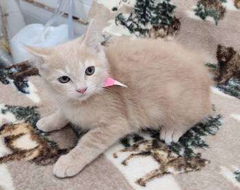 260575  Brittany -  Domestic Short Hair Cat for Adoption in Wetumpka, Alabama - 260575  Brittany | PetCurious
