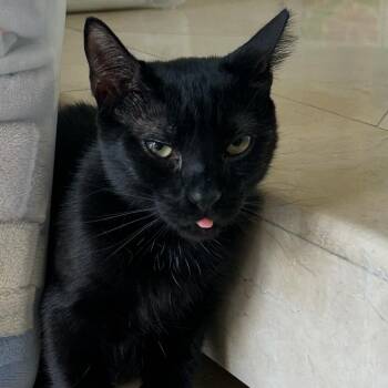 Ronny -  Domestic Short Hair Cat for Adoption in Buffalo, New York - Ronny | PetCurious