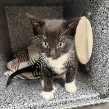 Mambo No. 5 -  Domestic Short Hair Cat for Adoption in Reno, Nevada - Mambo No. 5 | PetCurious