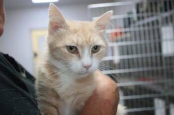 Hopscotch -  Domestic Short Hair Cat for Adoption in Brunswick, Georgia - Hopscotch | PetCurious