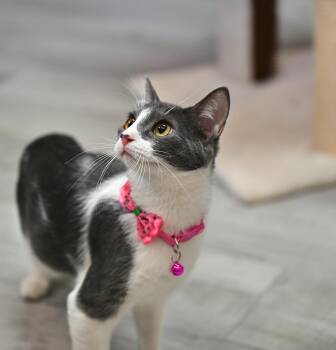 Jacqueline - WAIVED ADOPTION FEE -  Domestic Short Hair Cat for Adoption in Falmouth, Maine - Jacqueline - WAIVED ADOPTION FEE | PetCurious