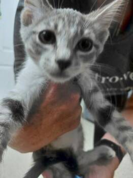 Blossom -  Domestic Short Hair Cat for Adoption in Conway, Arkansas - Blossom | PetCurious