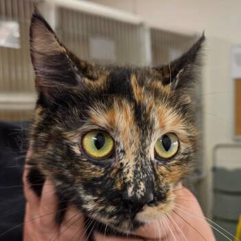 Domestic Short Hair Cats Available for Adoption in Zanesville, Ohio - Truffles | PetCurious