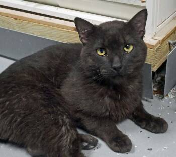 Rory -  Siamese Cat for Adoption in Bloomingdale, New Jersey - Rory | PetCurious