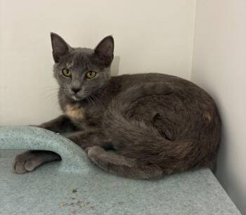 North -  Domestic Short Hair Cat for Adoption in Bryant, Arkansas - North | PetCurious
