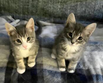 Possum & Otter -  Domestic Short Hair Cat for Adoption in Mansfield, Connecticut - Possum & Otter | PetCurious