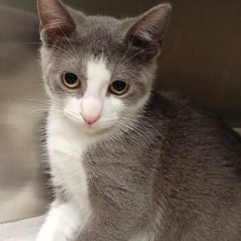 Domestic Short Hair Cats Available for Adoption - Spice | PetCurious