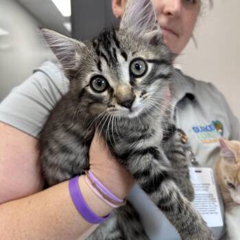 Graybo -  Domestic Short Hair Cat for Adoption in Morganton, North Carolina - Graybo | PetCurious