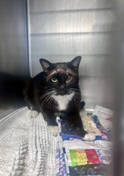 SCARFACE -  Domestic Short Hair Cat for Adoption in San Antonio, Texas - SCARFACE | PetCurious