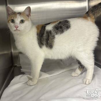 Domestic Short Hair Cats Available for Adoption - Chatty Cat | PetCurious