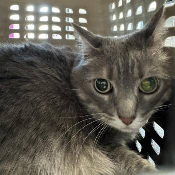 Jade -  Domestic Medium Hair Cat for Adoption in Des Moines, Iowa - Jade | PetCurious