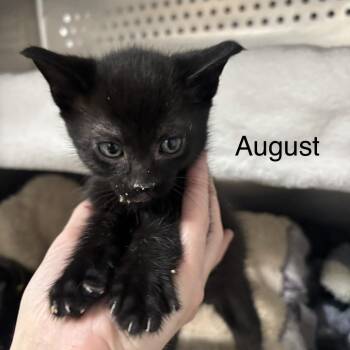 Domestic Short Hair Cats Available for Adoption in Taos, New Mexico - August | PetCurious