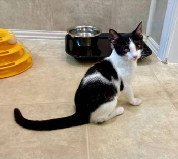 Nesha -  Domestic Short Hair and Tuxedo Cat for Adoption in Mccormick, South Carolina - Nesha | PetCurious