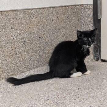 Flip -  Domestic Short Hair Cat for Adoption in Detroit Lakes, Minnesota - Flip | PetCurious