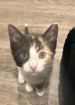 Vinaigrette -  Domestic Short Hair Cat for Adoption in Cincinnati, Ohio - Vinaigrette | PetCurious