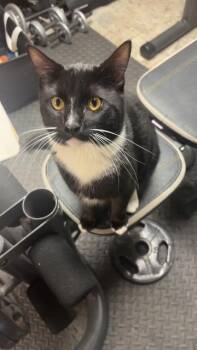 Oreo -  Domestic Short Hair Cat for Adoption in Chicago, Illinois - Oreo | PetCurious
