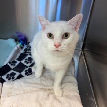 Lunar -  Domestic Short Hair Cat for Adoption in Pittsburgh, Pennsylvania - Lunar | PetCurious