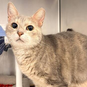 Pixie Stix -  Domestic Short Hair Cat for Adoption in West Palm Beach, Florida - Pixie Stix | PetCurious
