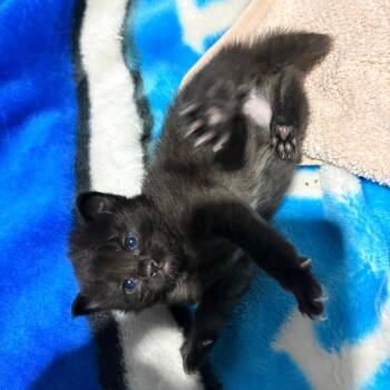 Domestic Short Hair Cats Available for Adoption in Portage, Michigan - Ollie | PetCurious