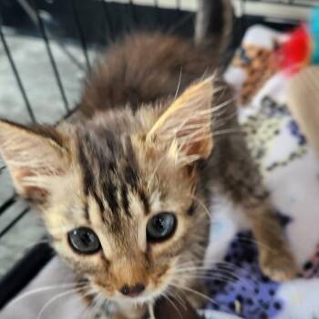 Who @ Pet Supermarket on Bacons Bridge Rd. -  Domestic Medium Hair Cat for Adoption in Summerville, South Carolina - Who @ Pet Supermarket On Bacons Bridge Rd. | PetCurious