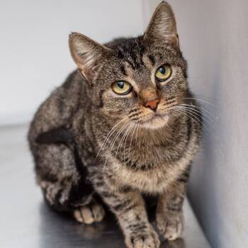 Rescue Domestic Short Hair Cats for Adoption in Hattiesburg, Mississippi - Sugar Plum | PetCurious