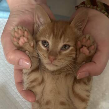 Rouse -  Domestic Short Hair Cat for Adoption in Durham, North Carolina - Rouse | PetCurious