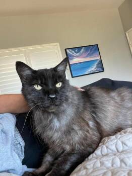 Domestic Medium Hair Cats Available for Adoption in Oceanside, California - Sam | PetCurious