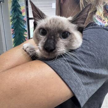 Dottie -  Domestic Short Hair Cat for Adoption in Lufkin, Texas - Dottie | PetCurious