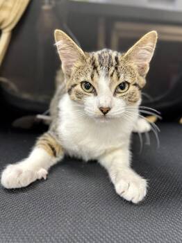 Ripple -  Domestic Short Hair Cat for Adoption in Midland, Michigan - Ripple | PetCurious