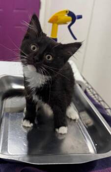Schmores -  Domestic Medium Hair Cat for Adoption in Fort Lupton, Colorado - Schmores | PetCurious