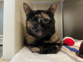 Domestic Short Hair Cats Available for Adoption in Colorado Springs, Colorado - BLEPPYKINS | PetCurious