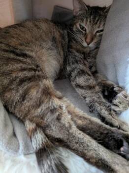 Domestic Short Hair Cats Available for Adoption in Gorham, Maine - Cotton | PetCurious