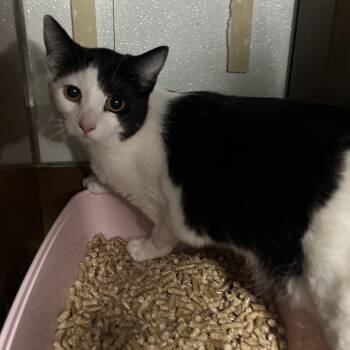 Domestic Short Hair Cats Available for Adoption - SKUNK | PetCurious