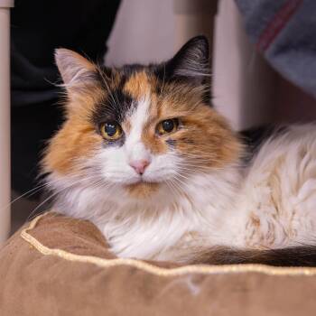 Cake -  Domestic Long Hair Cat for Adoption in Mentor, Ohio - Cake | PetCurious