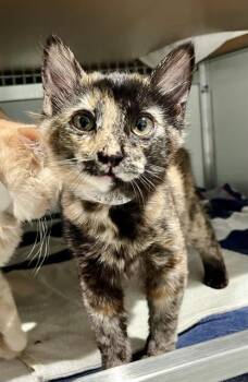 THELMA -  Domestic Medium Hair Cat for Adoption in San Francisco, California - THELMA | PetCurious