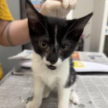 Ned Flanders -  Domestic Short Hair Cat for Adoption in Bentonville, Arkansas - Ned Flanders | PetCurious